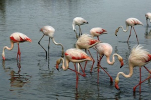 flamants-roses